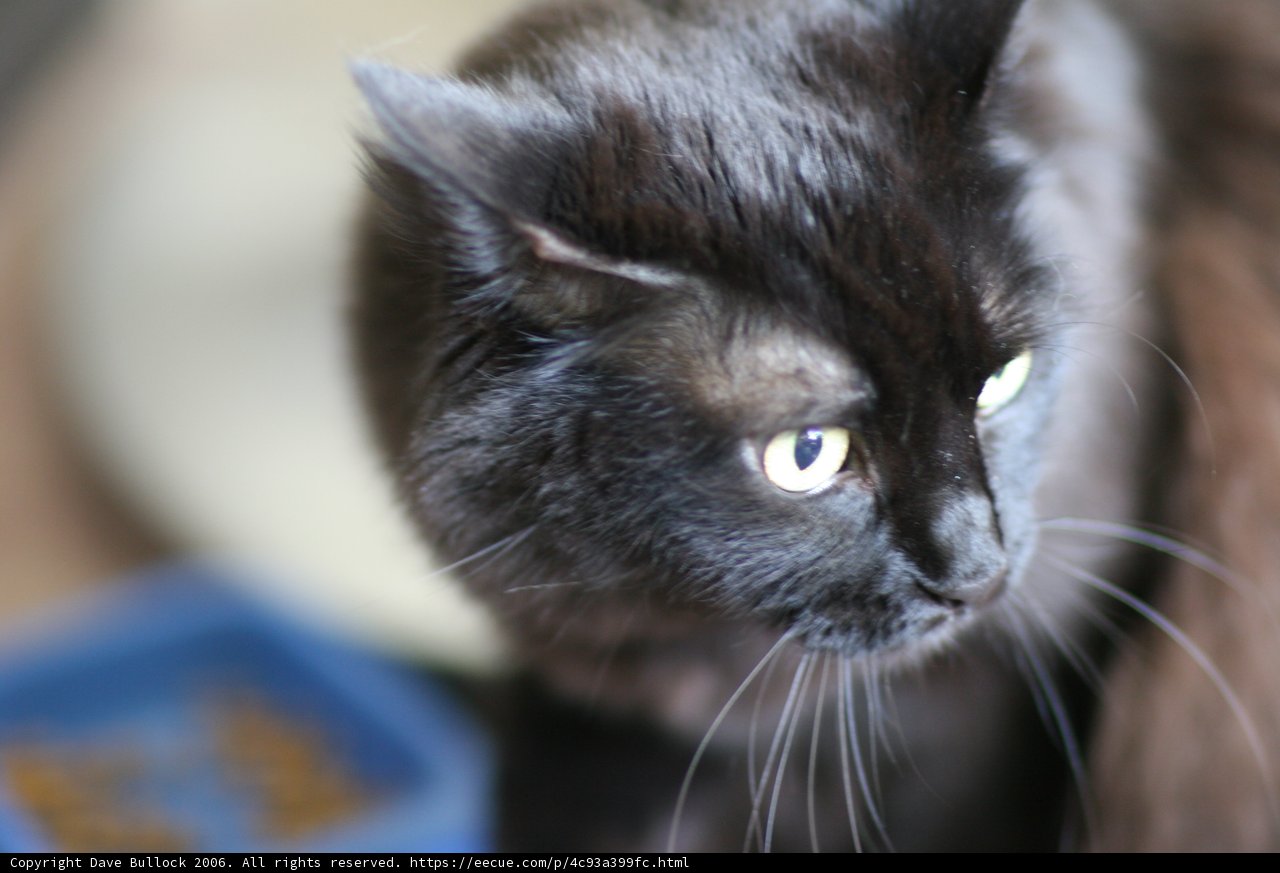 Curious Black Cat