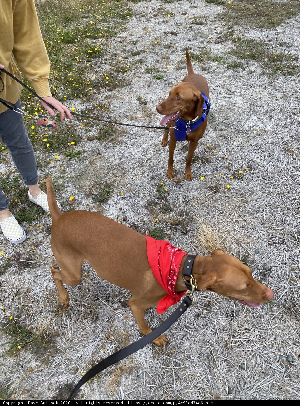 Walking Three Canines in Jenner