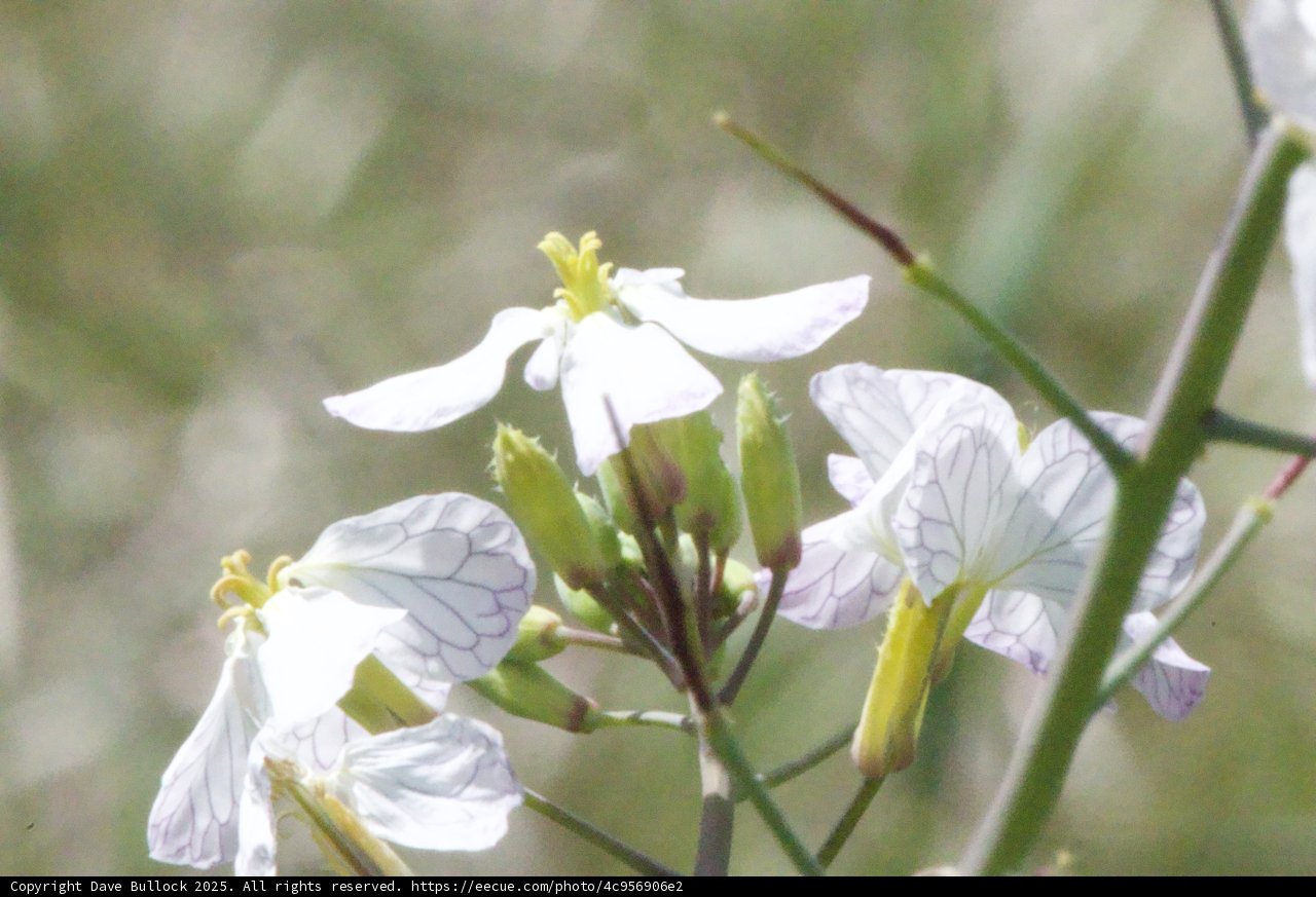Spring Elegance in Bloom