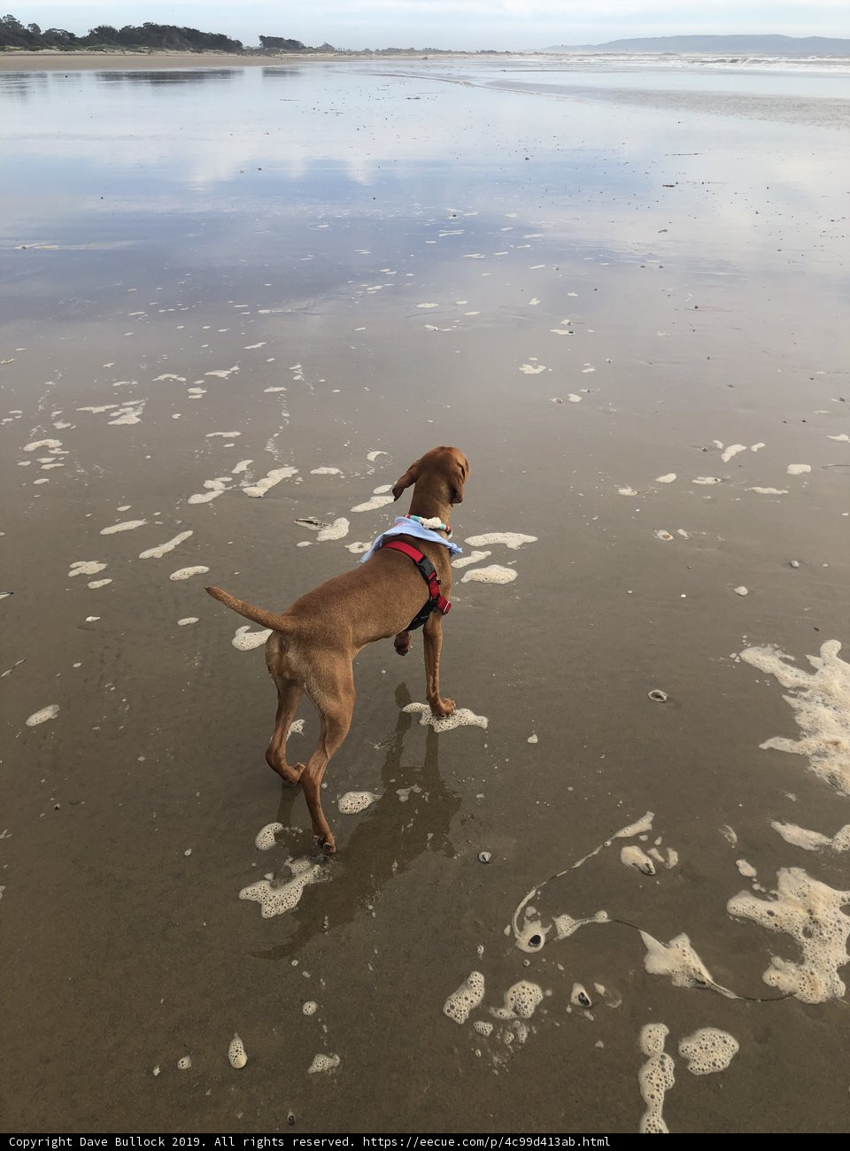 Beach Walk with My Basenji