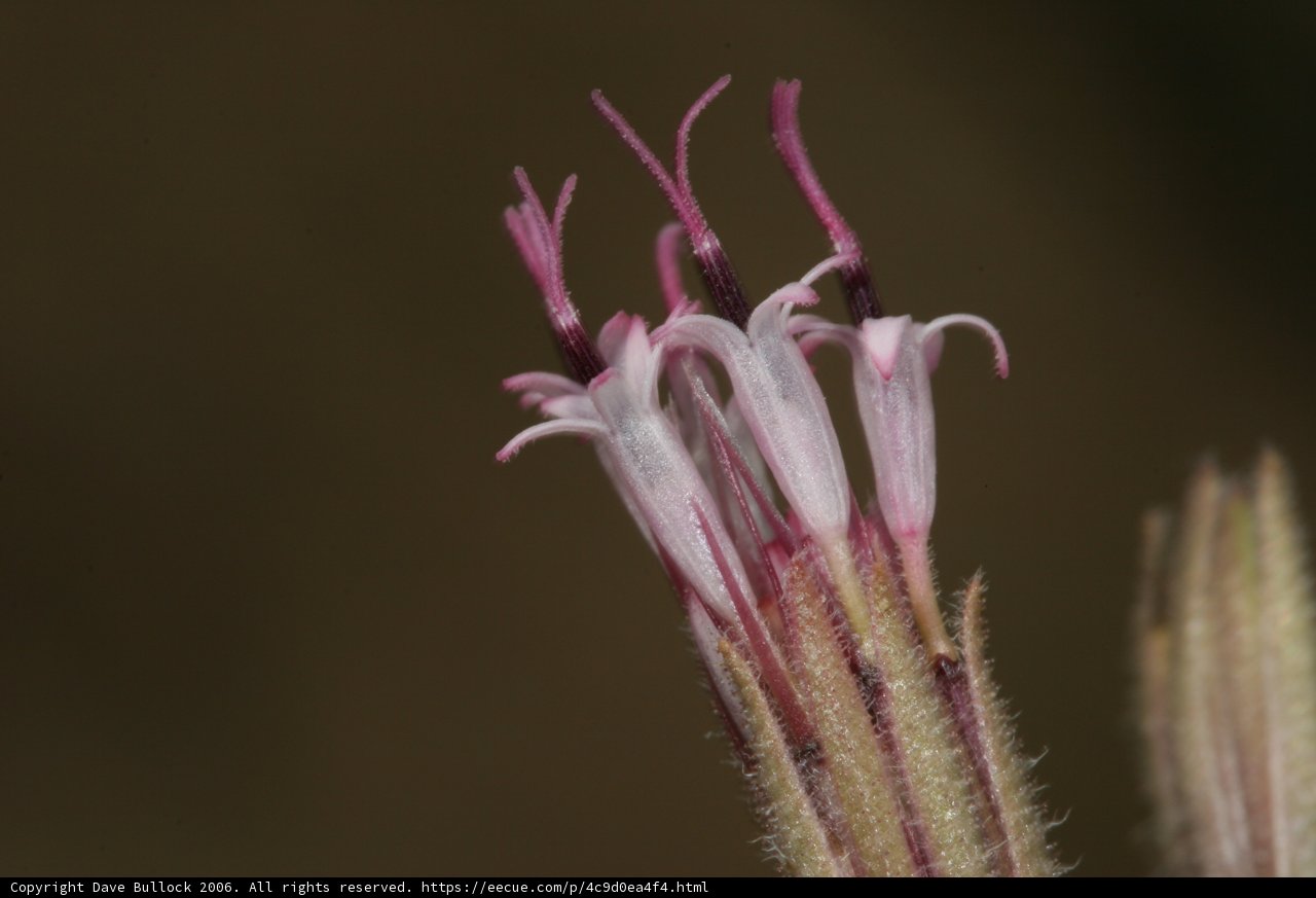 Pollen-dusted Geranium Flower