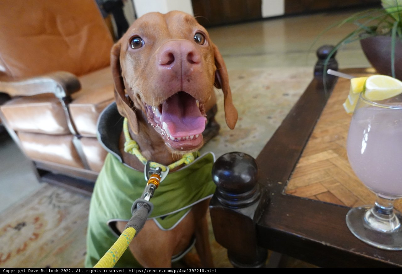 Stylish Doggy Sipping Time