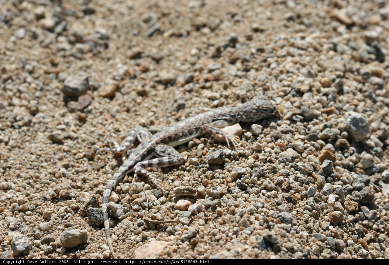 Desert Dweller