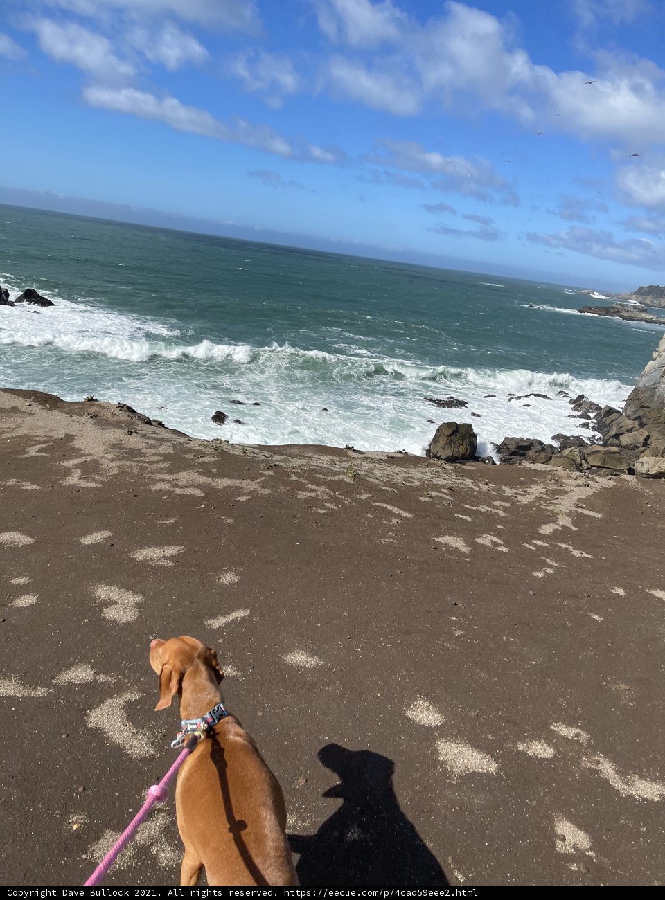 A Dog's Day at the Beach