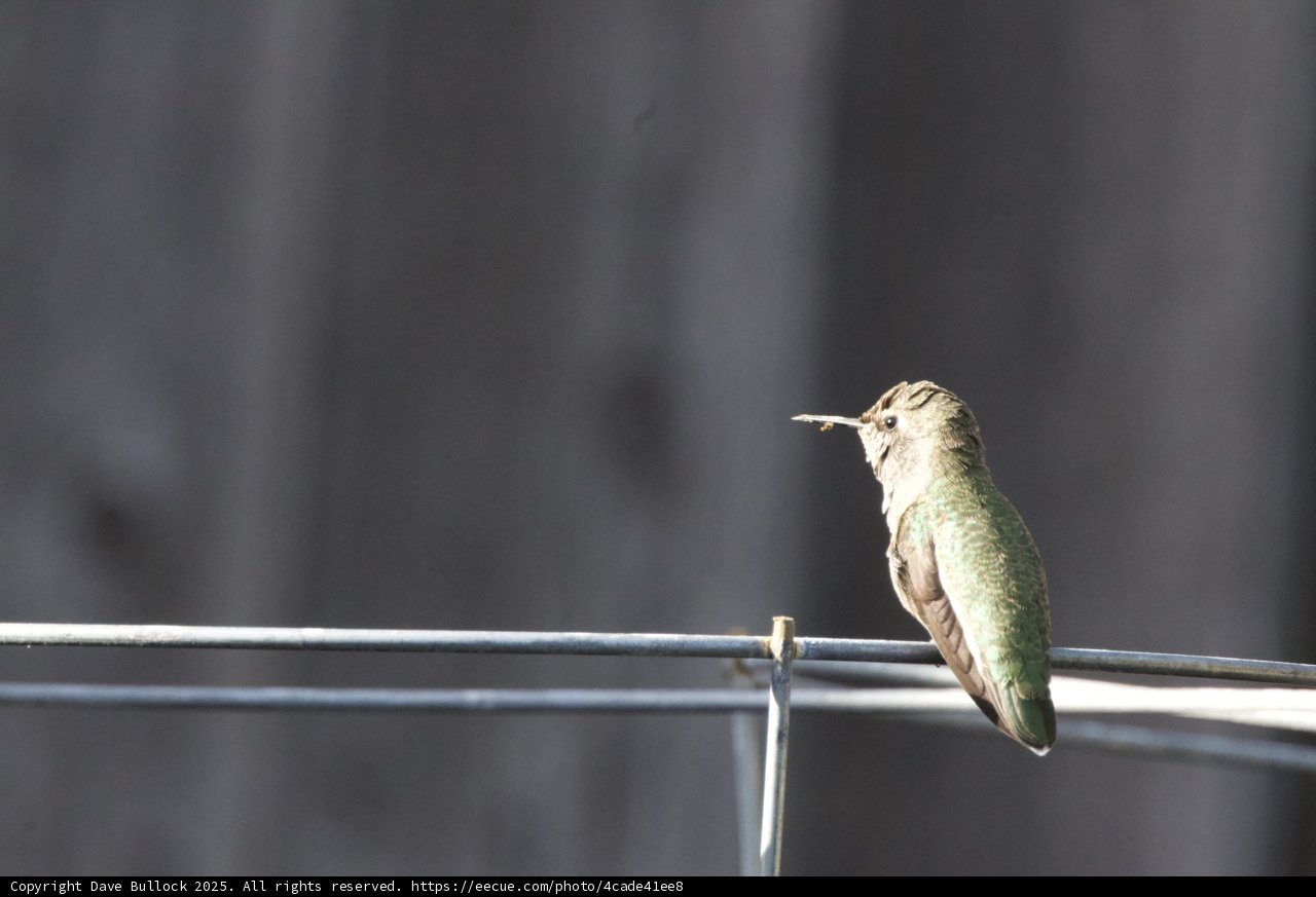 The Watchful Hummingbird
