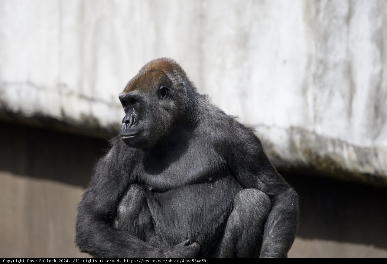 Gorilla Majesty, SF Zoo 2024