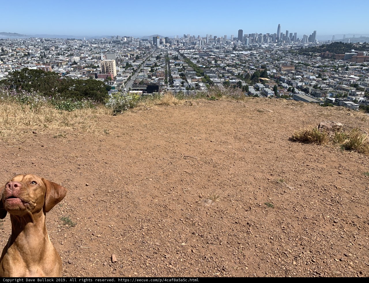 Overlooking the Urban Jungle