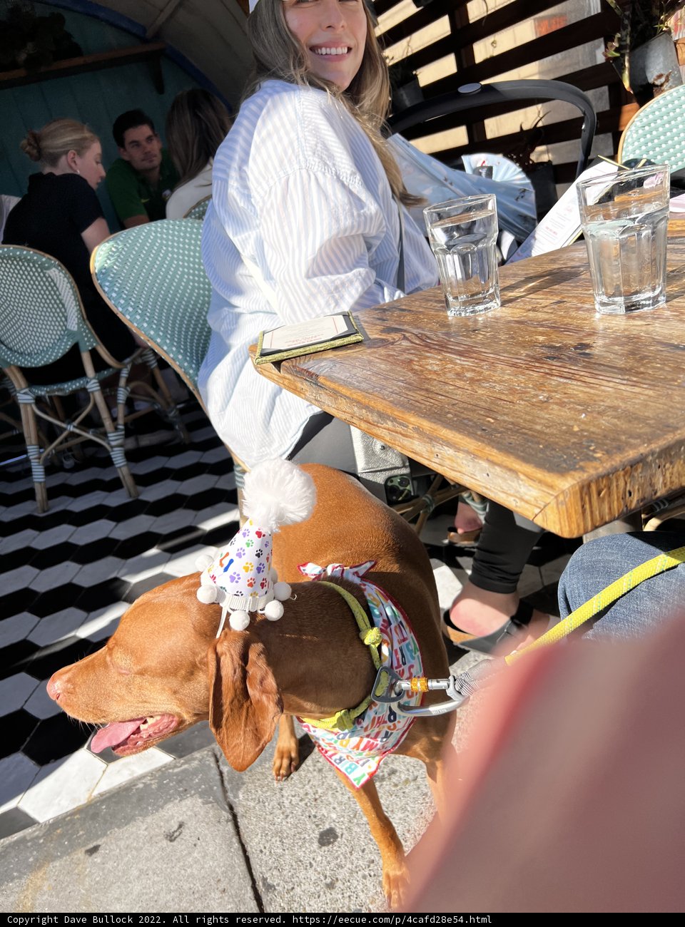 Dining with My Hound