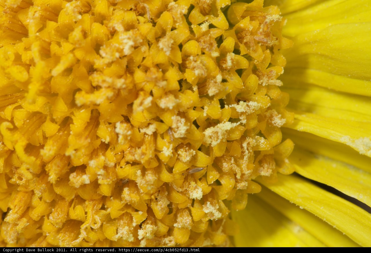 The Pollen-filled Yellow Flower