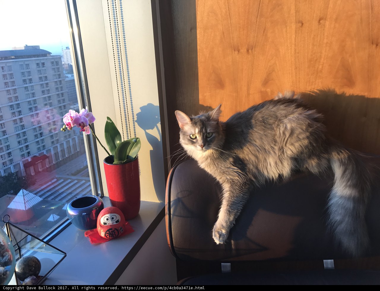 Feline in the Sun
