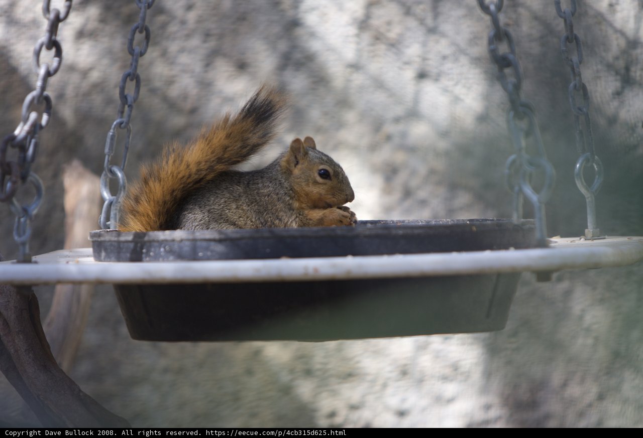 Bowl-bound Squirrel