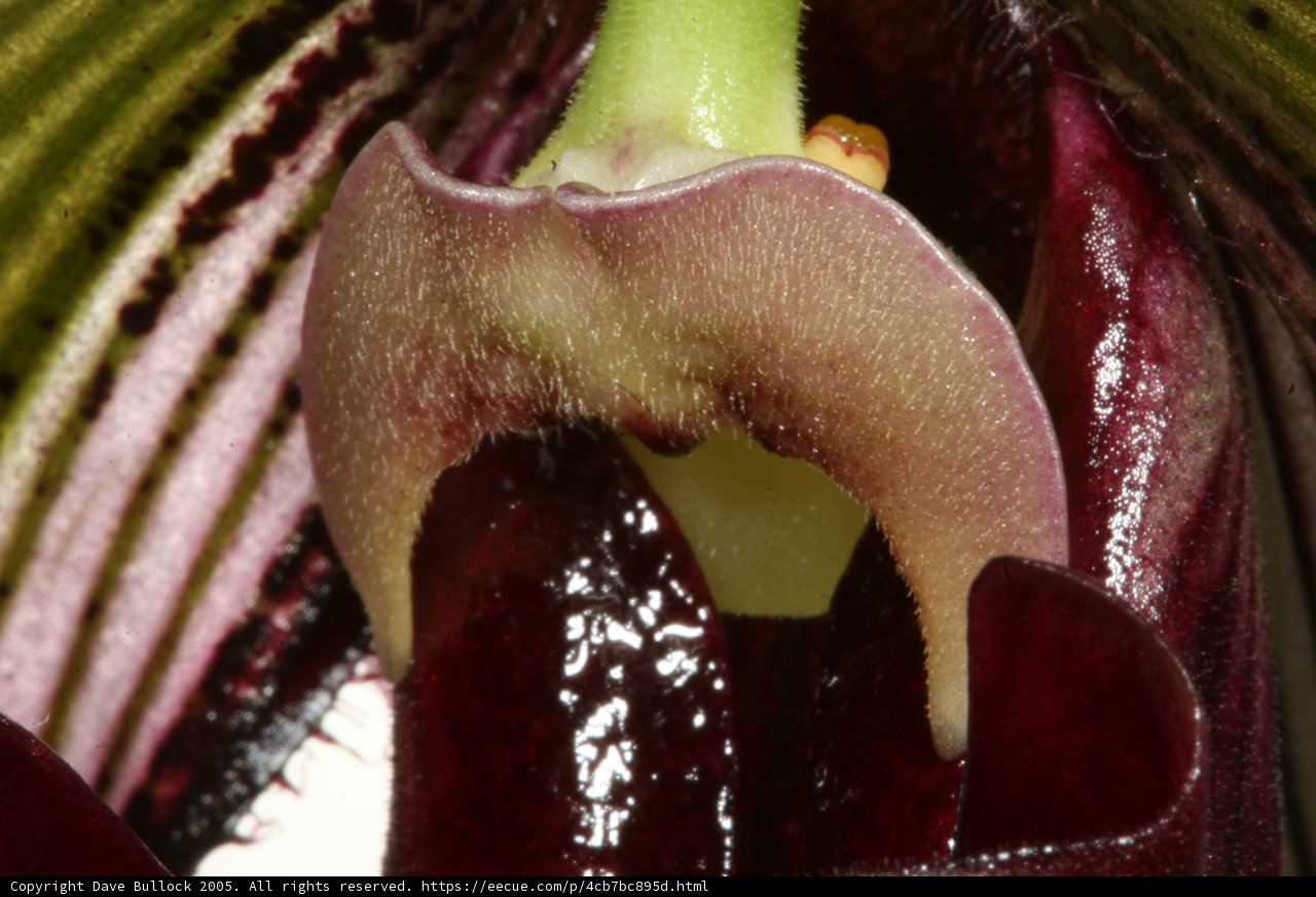 The Open Mouth of an Orchid