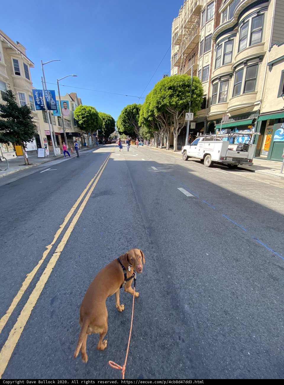 Canine Stroll in the City