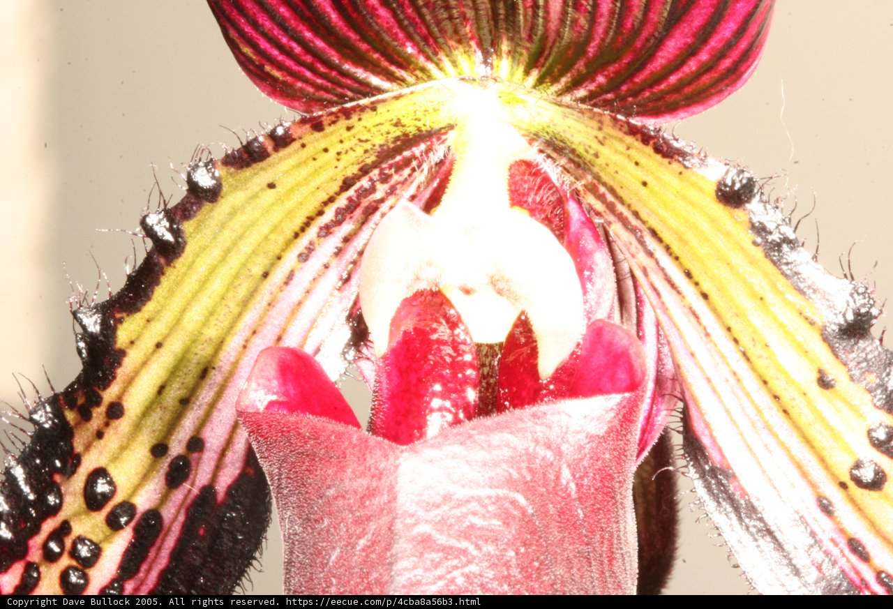The Delicate Orchid