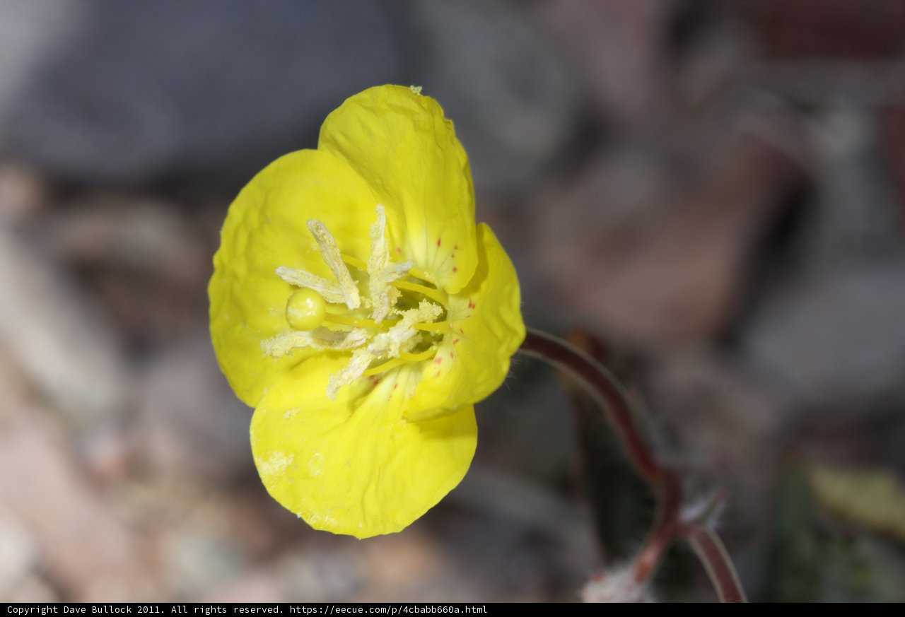 Sunshine Bloom