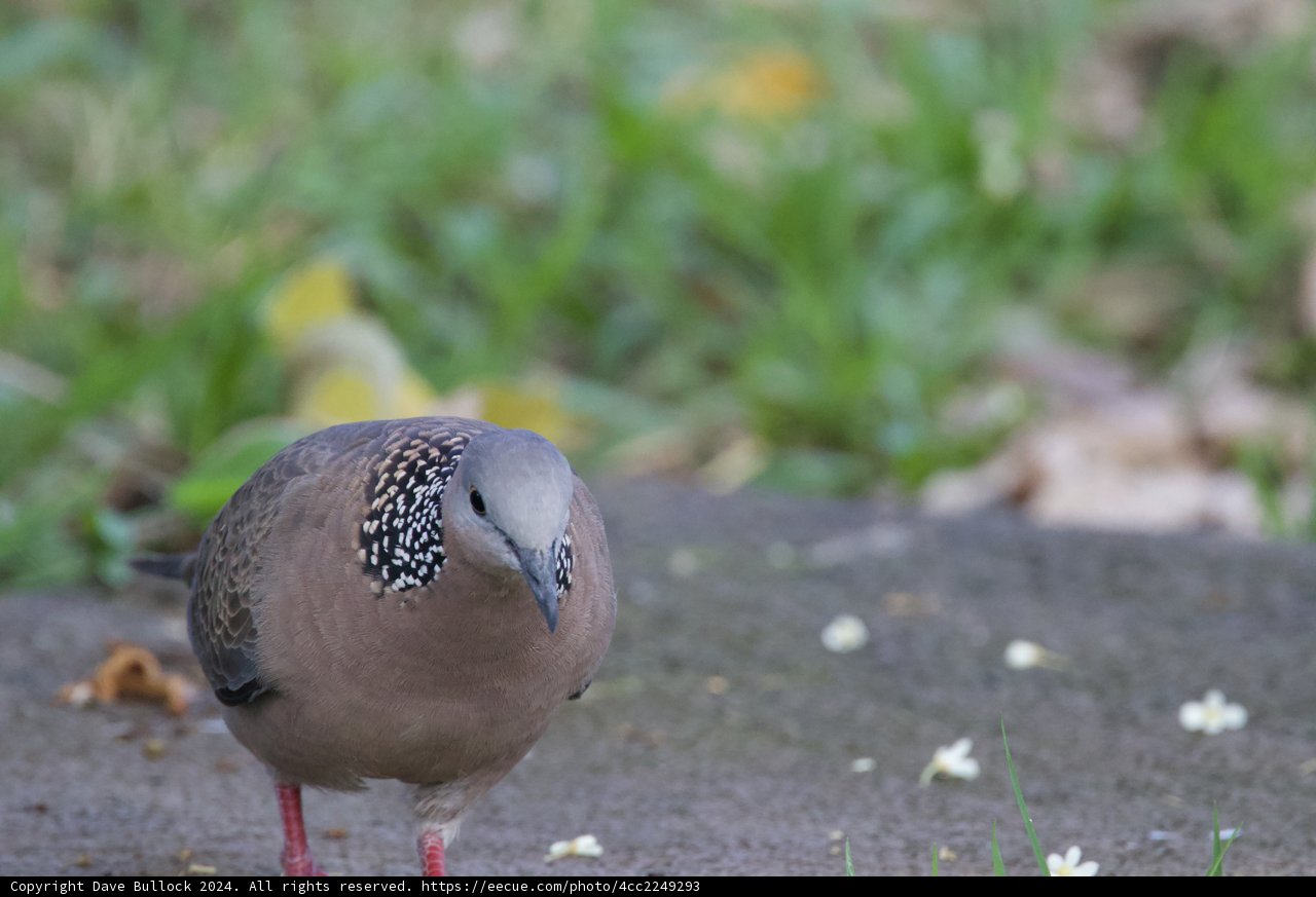 Graceful Gaze: A Spotted Dove at Honolulu Zoo