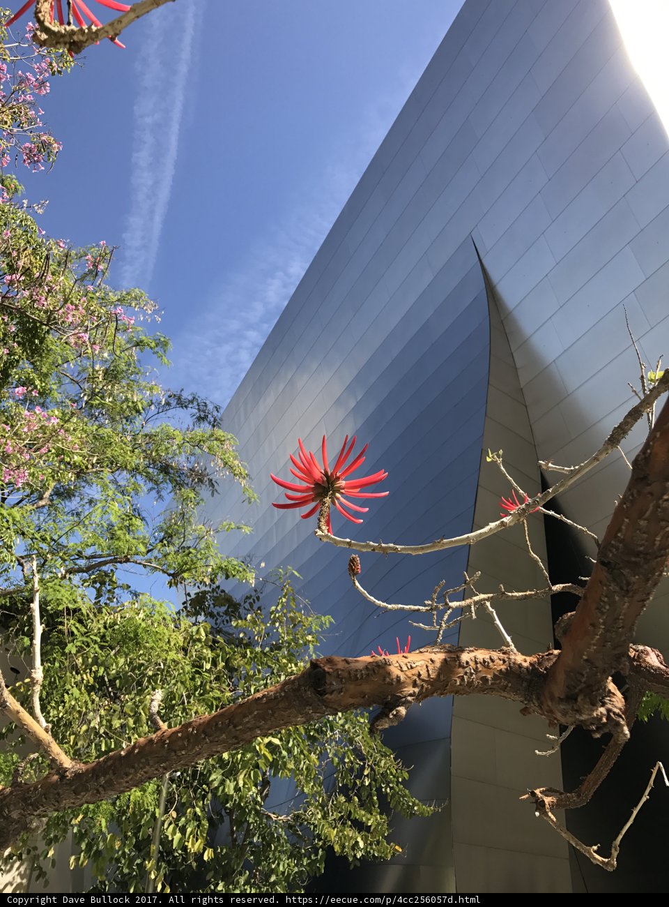 Blossoming Tree Against Cityscape