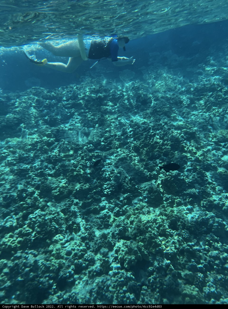 Swimming with the Coral Reef