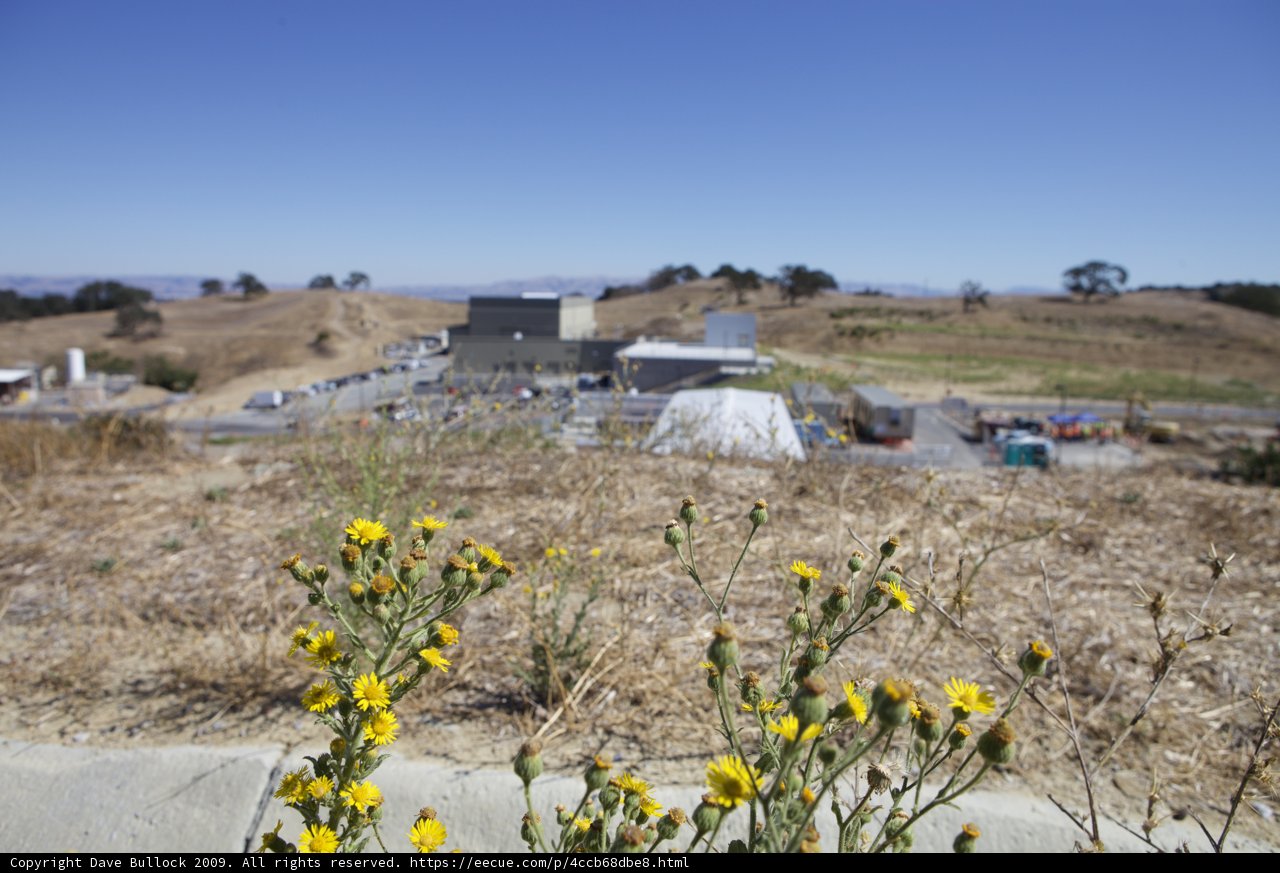 Yellow Meadow with Shelter