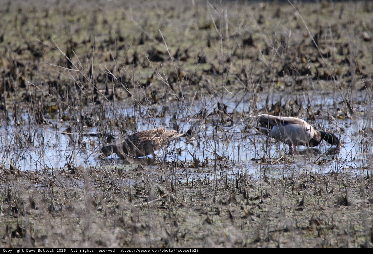Shorebirds Foraging in Mudflat Wetland Habitat