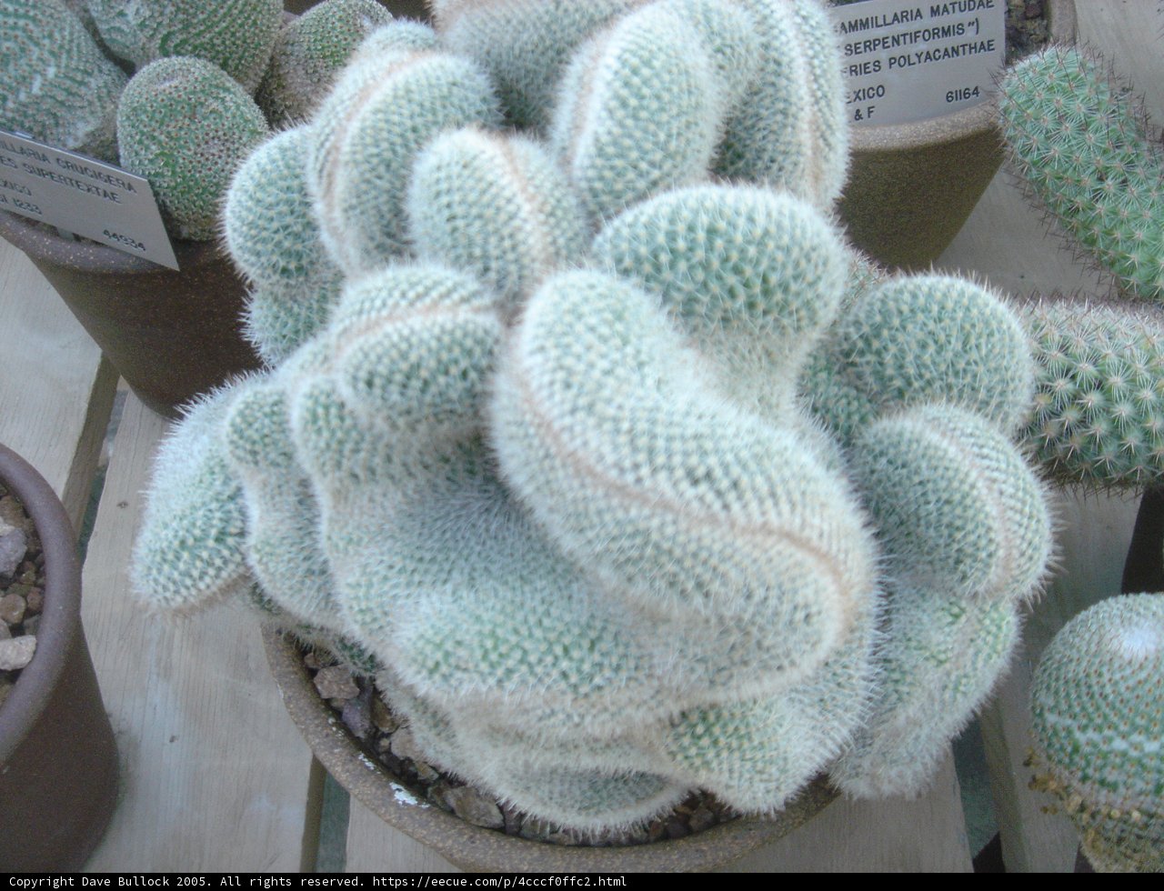 Desert Beauty