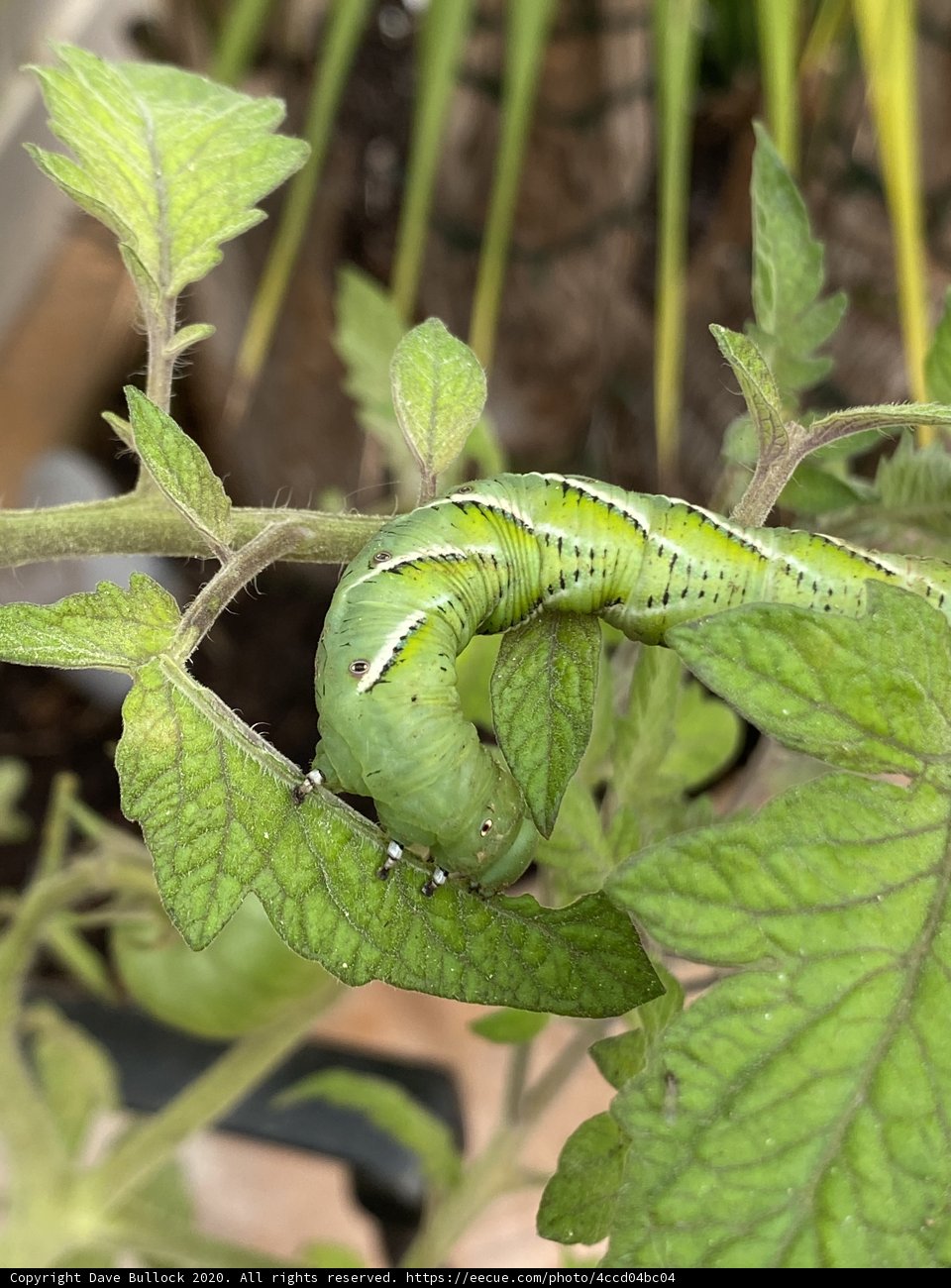 Green Caterpillar on Plant with Leaves