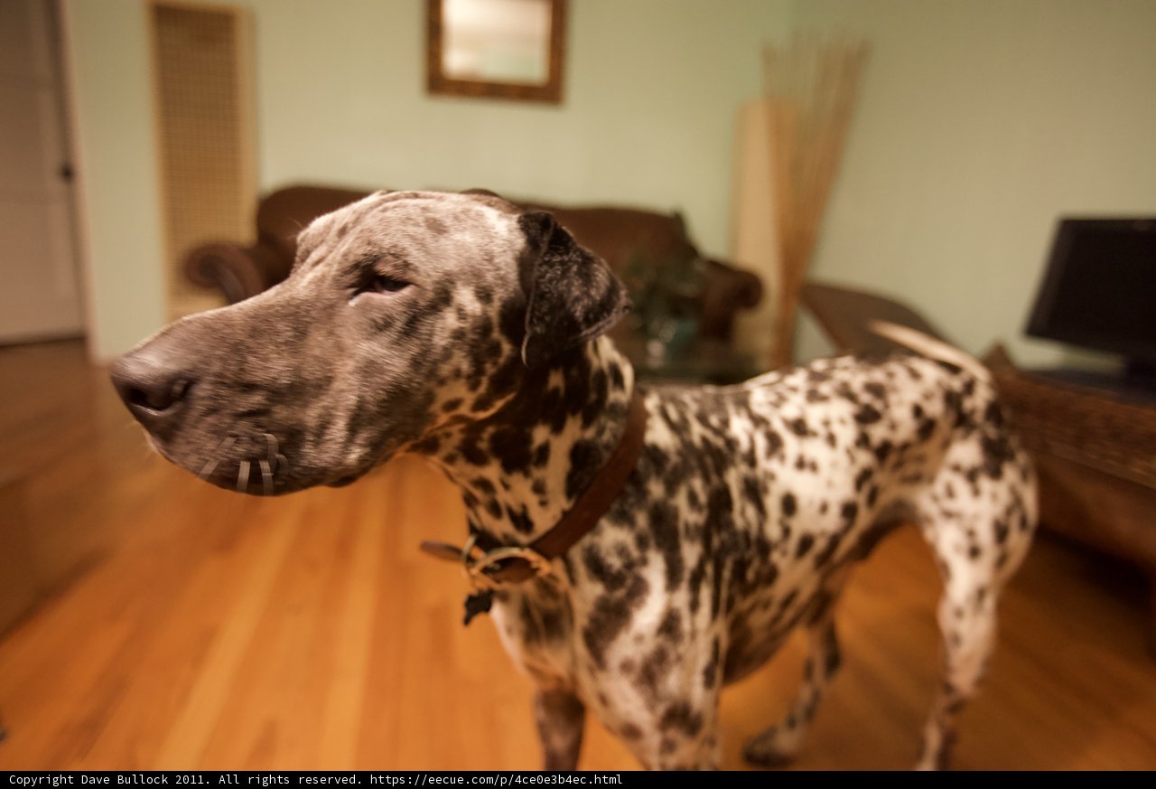 Paws on Hardwood