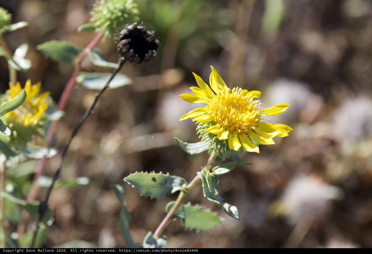 Golden Gumplant Blooms on Mount Diablo Hillside