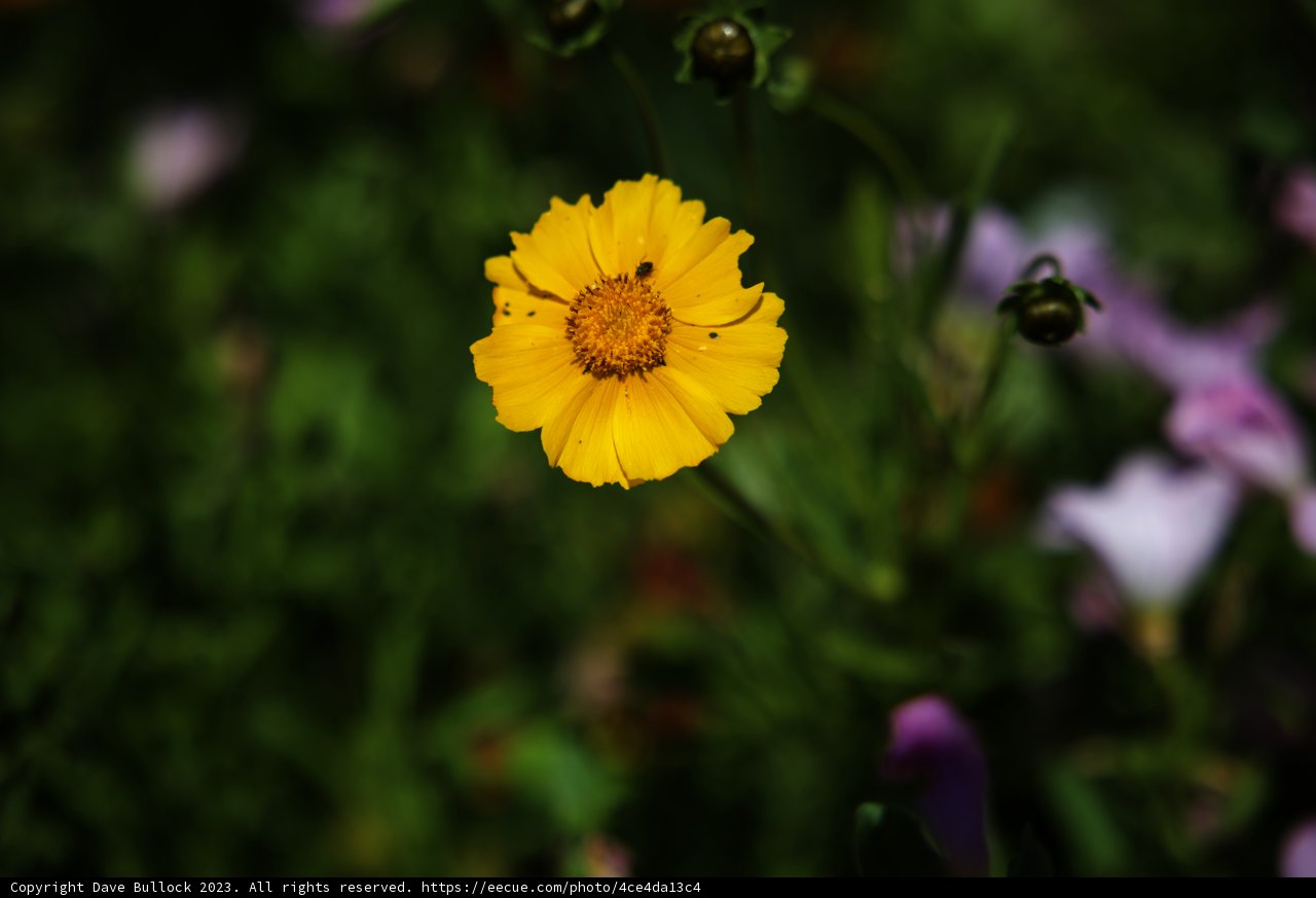 A Burst of Sunshine Amidst a Colorful Sea