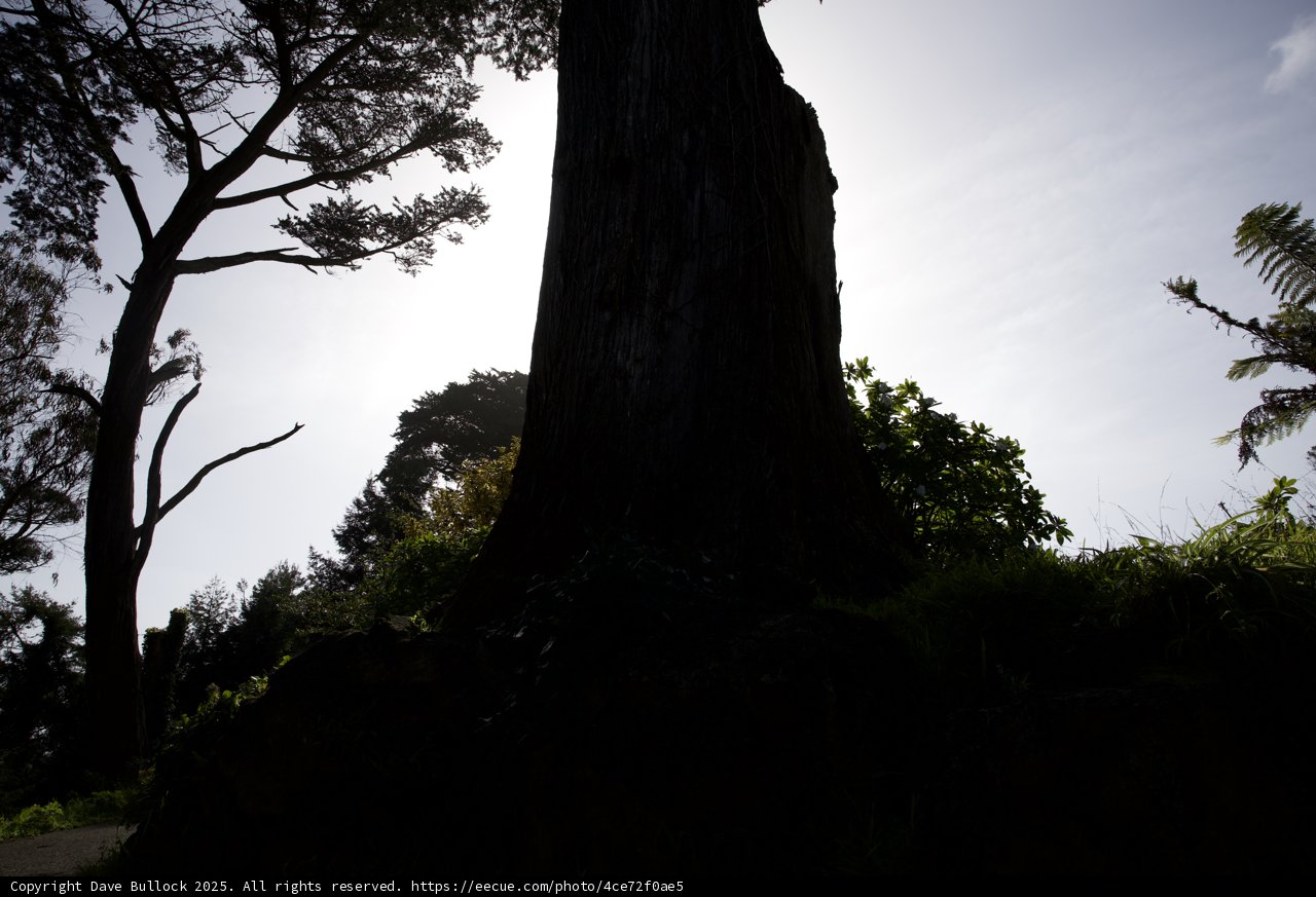 Giants in Silhouette