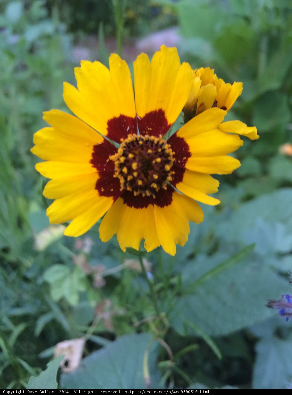 Sunny Treasure Flower