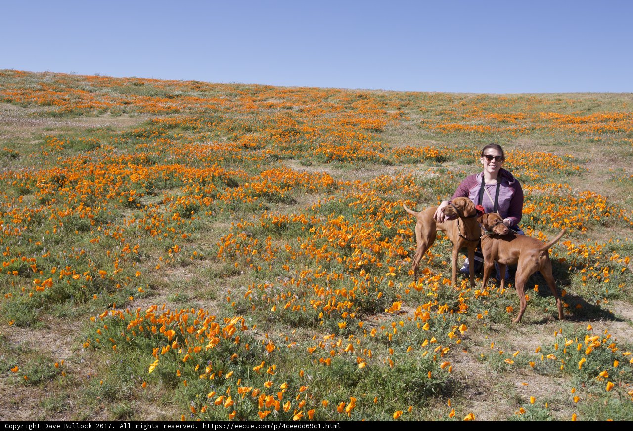 Field Day with Furry Friend