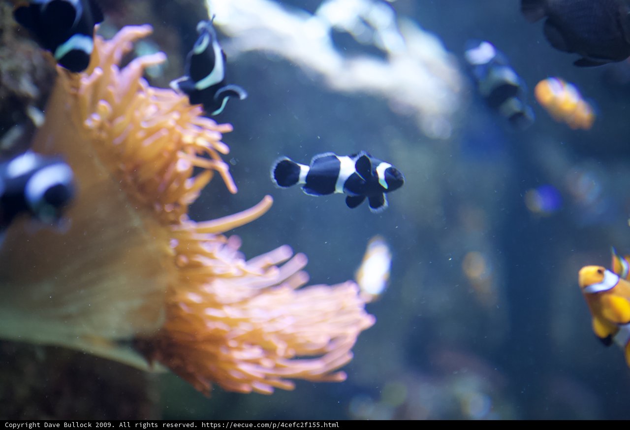 School of Clownfish in Stunning Aquatic Display