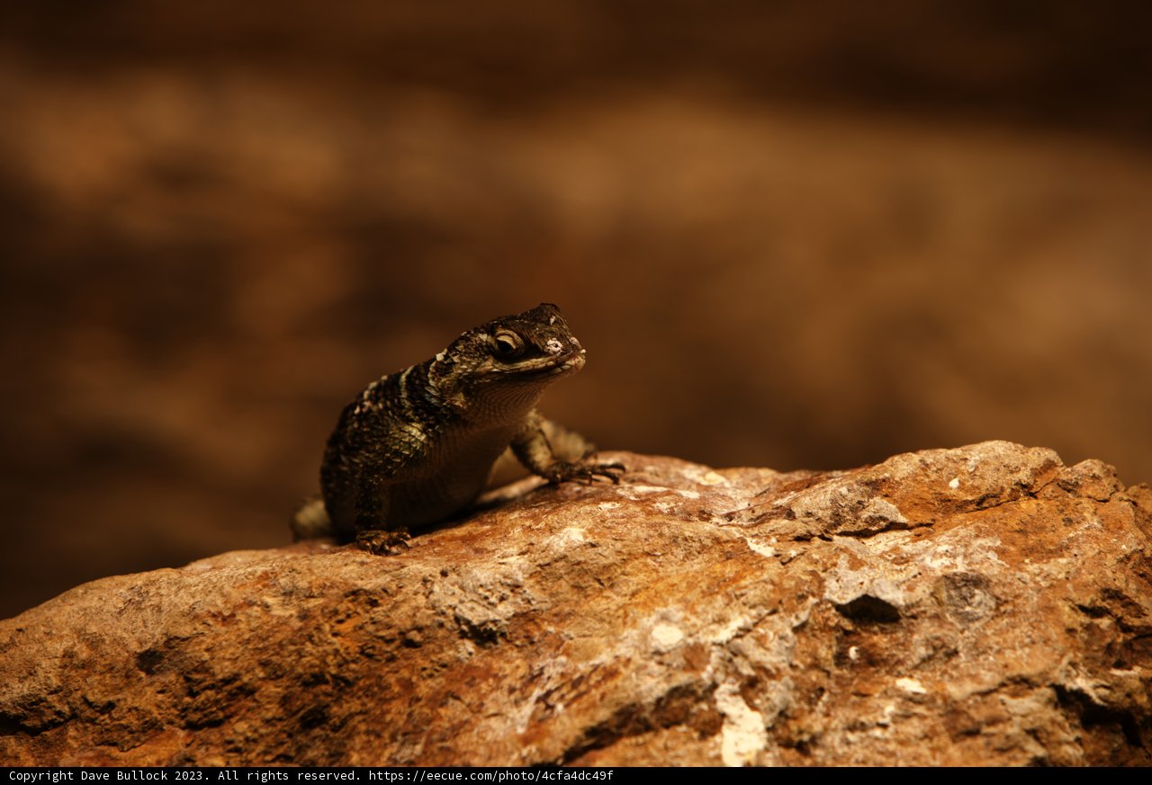 Sunbathing Lizard at Oakland Zoo, 2023