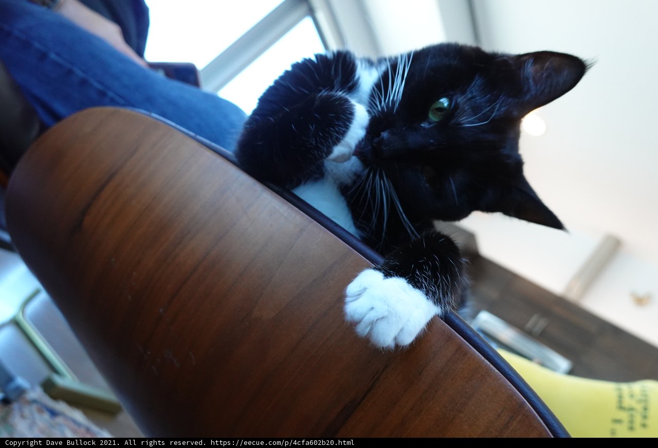 Cozy Cat Nap on a Hardwood Chair