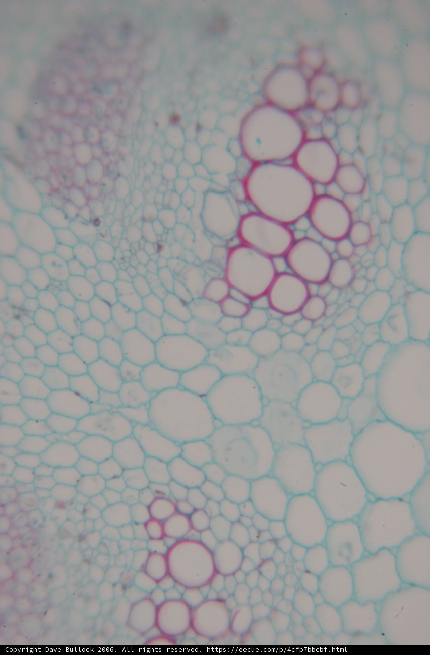 Bubbly Botanical
