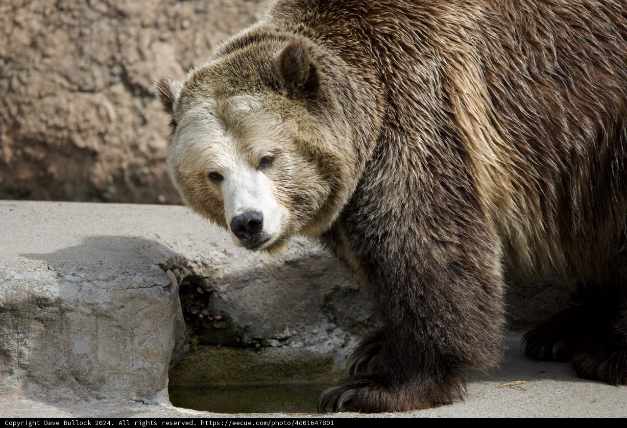 Majestic Brown Bear at SF Zoo, 2024