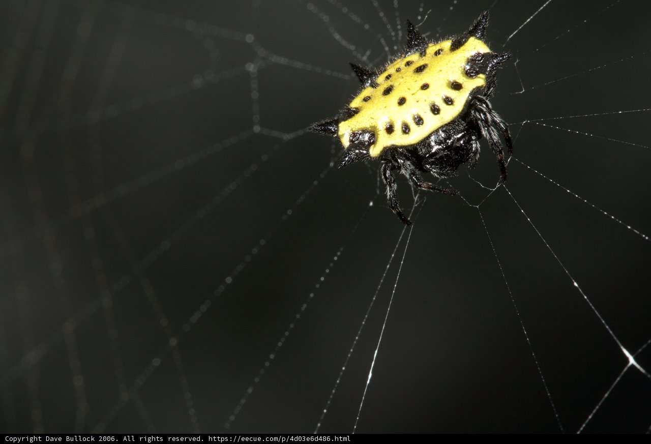 Garden Spider Posing on its Spiderweb
