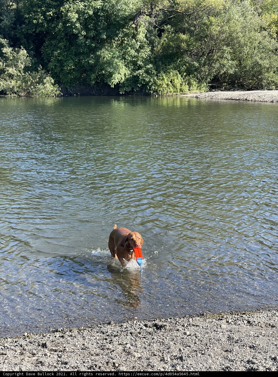Splish Splash Doggo Fun