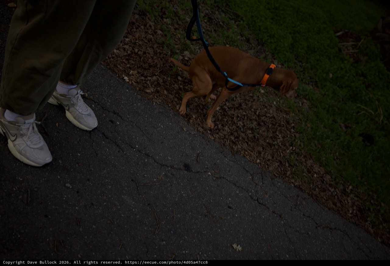 Evening Walk with Brown Dog on Suburban Path