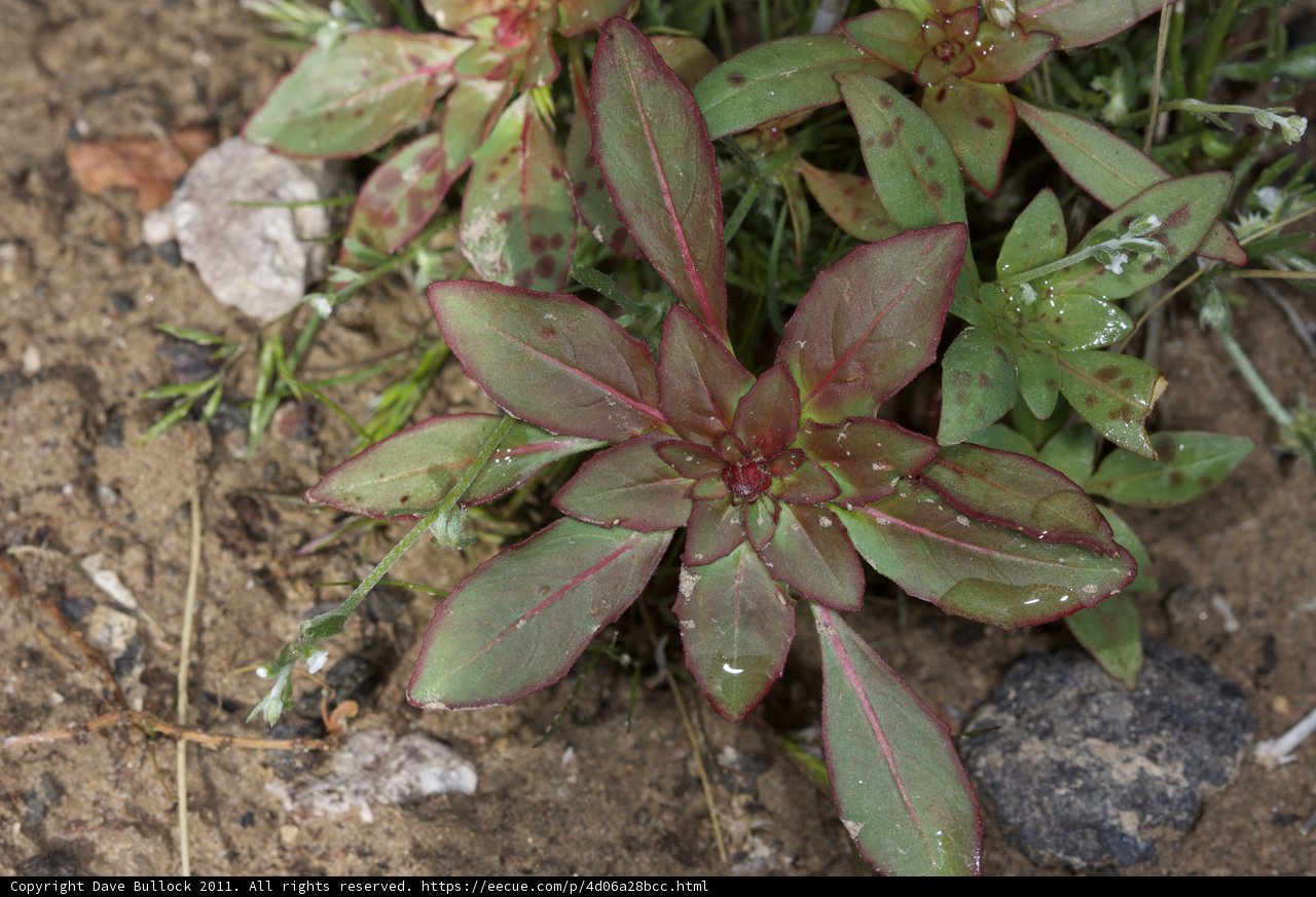Vibrant Foliage