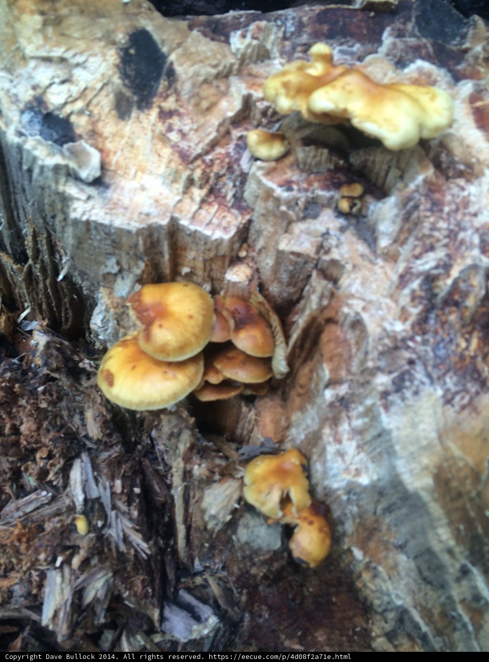Fungi Feast