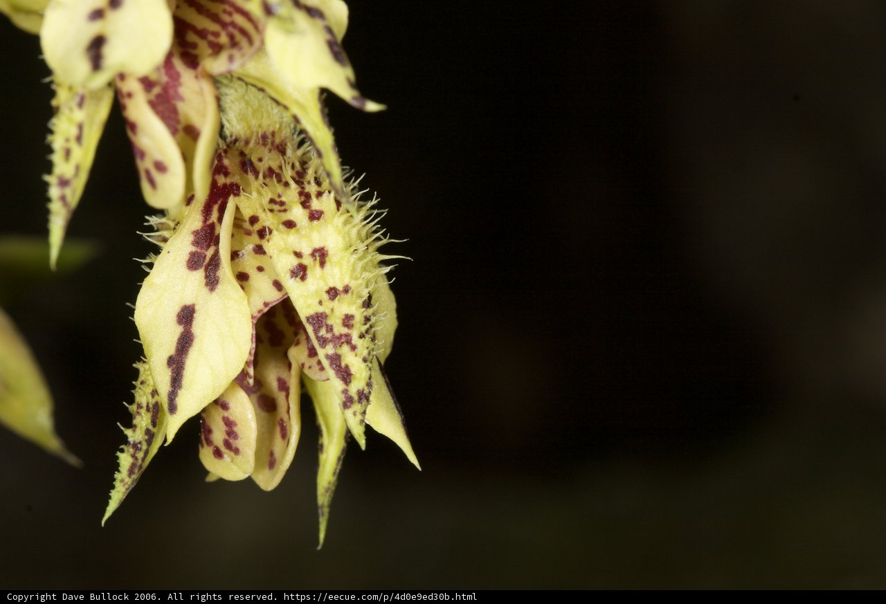 Beauty in the Details