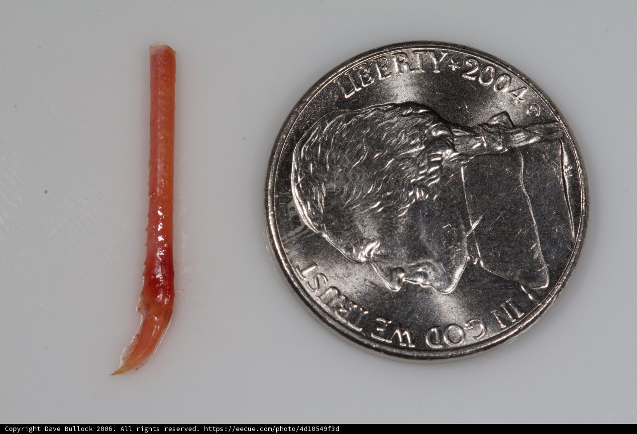 Size Comparison