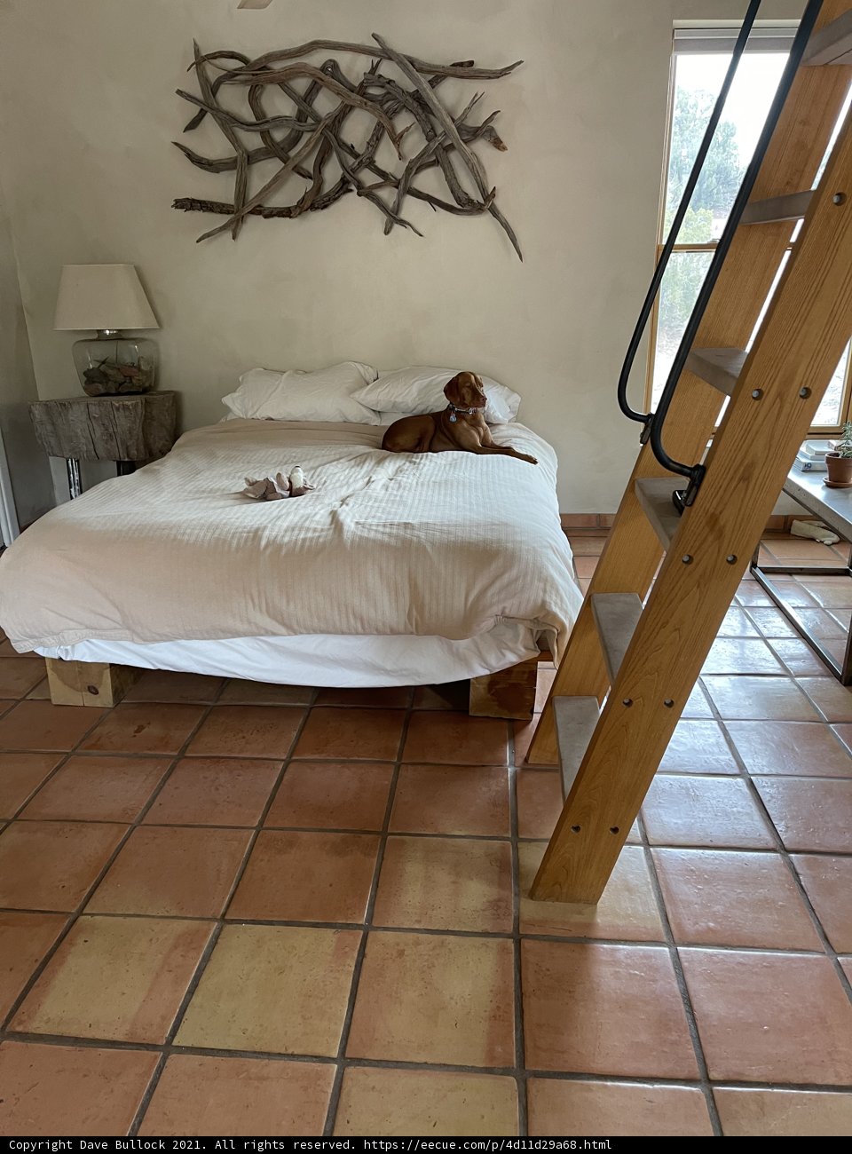 Canine Comfort