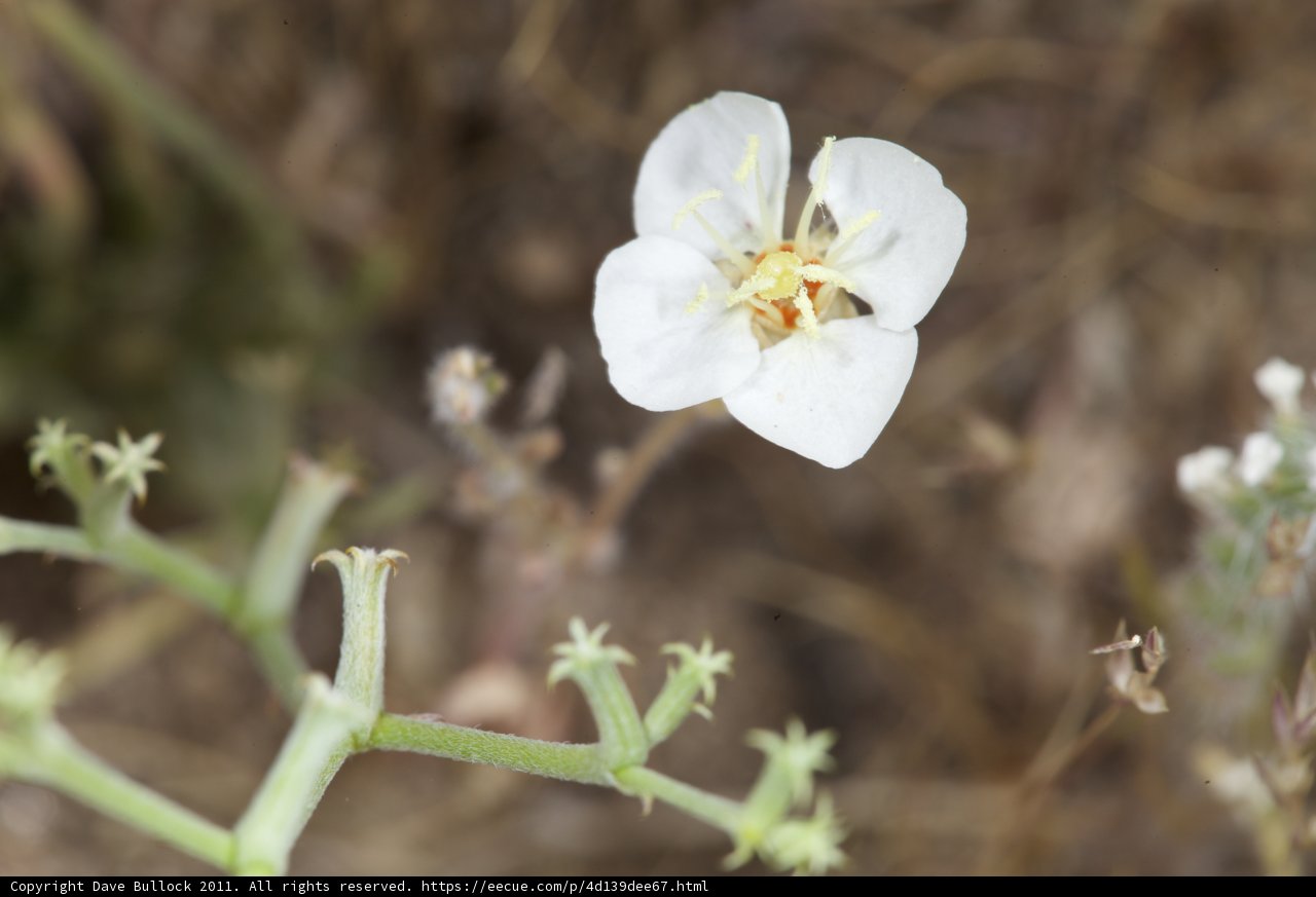 Brilliant Bloom in a Barren Land