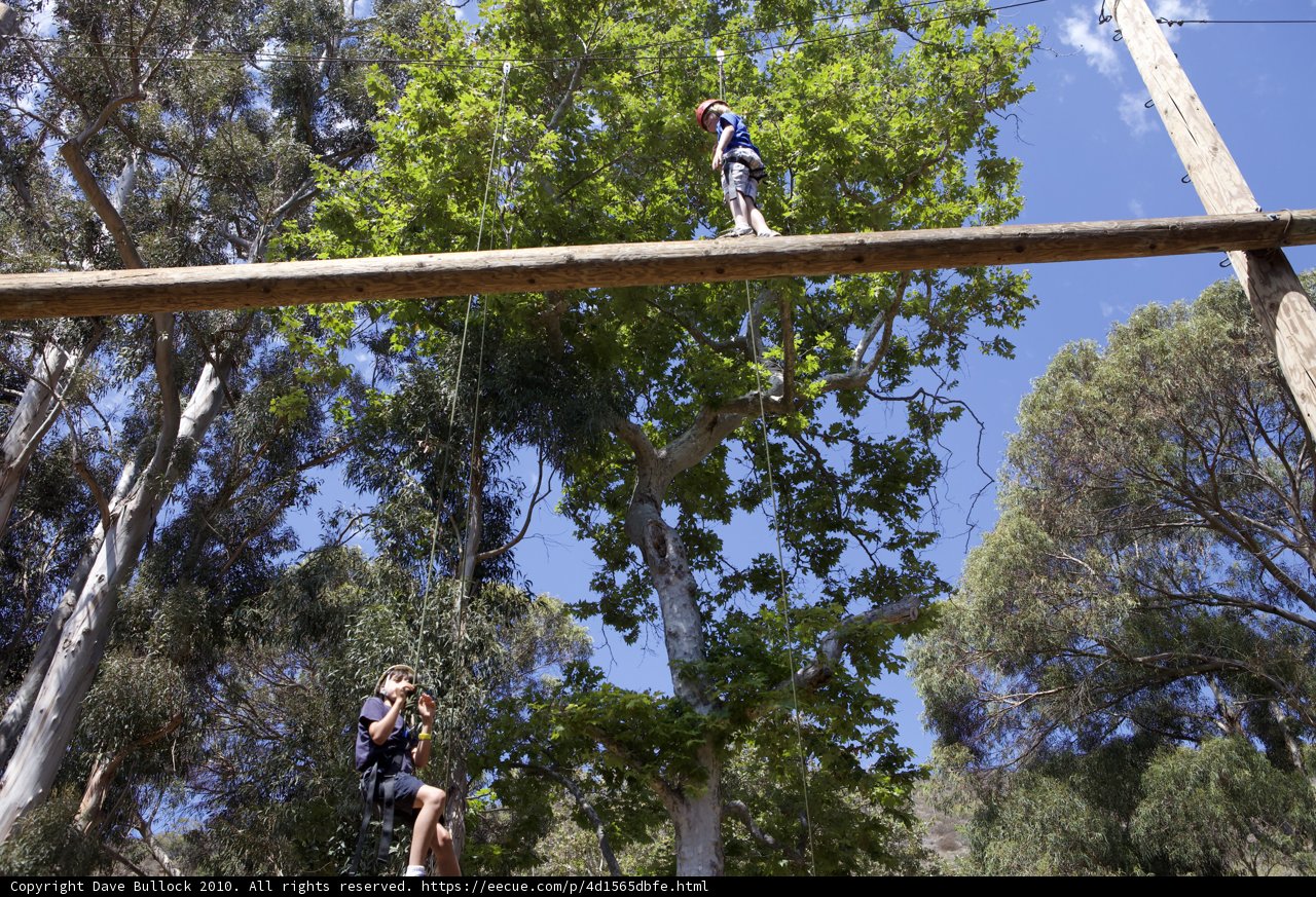 High in the Trees