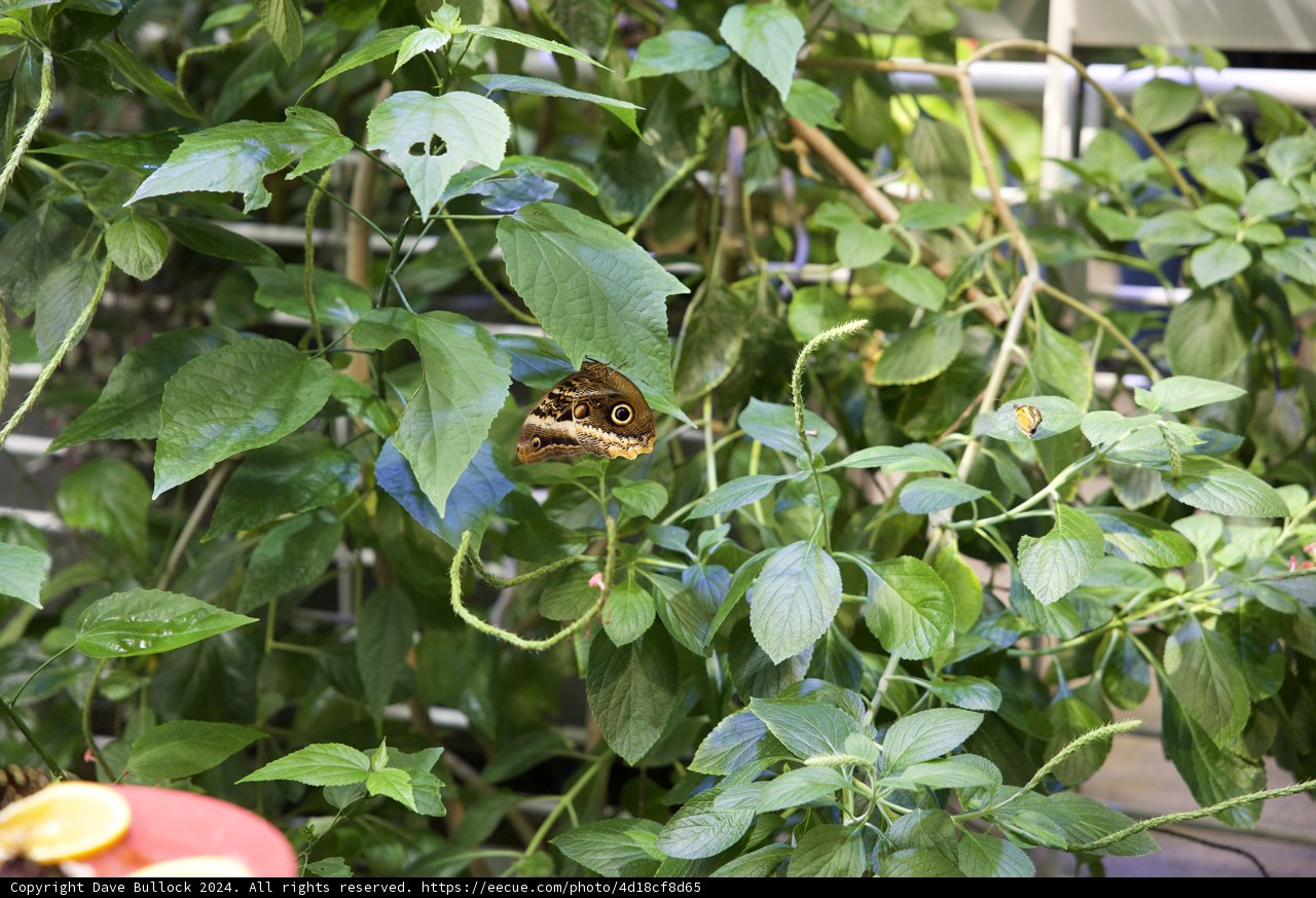 Butterfly Bliss in the Rainforest