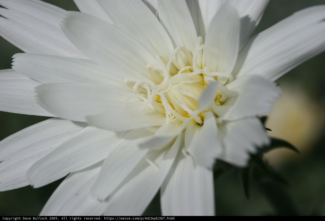 White Dahlia with Yellow Centers