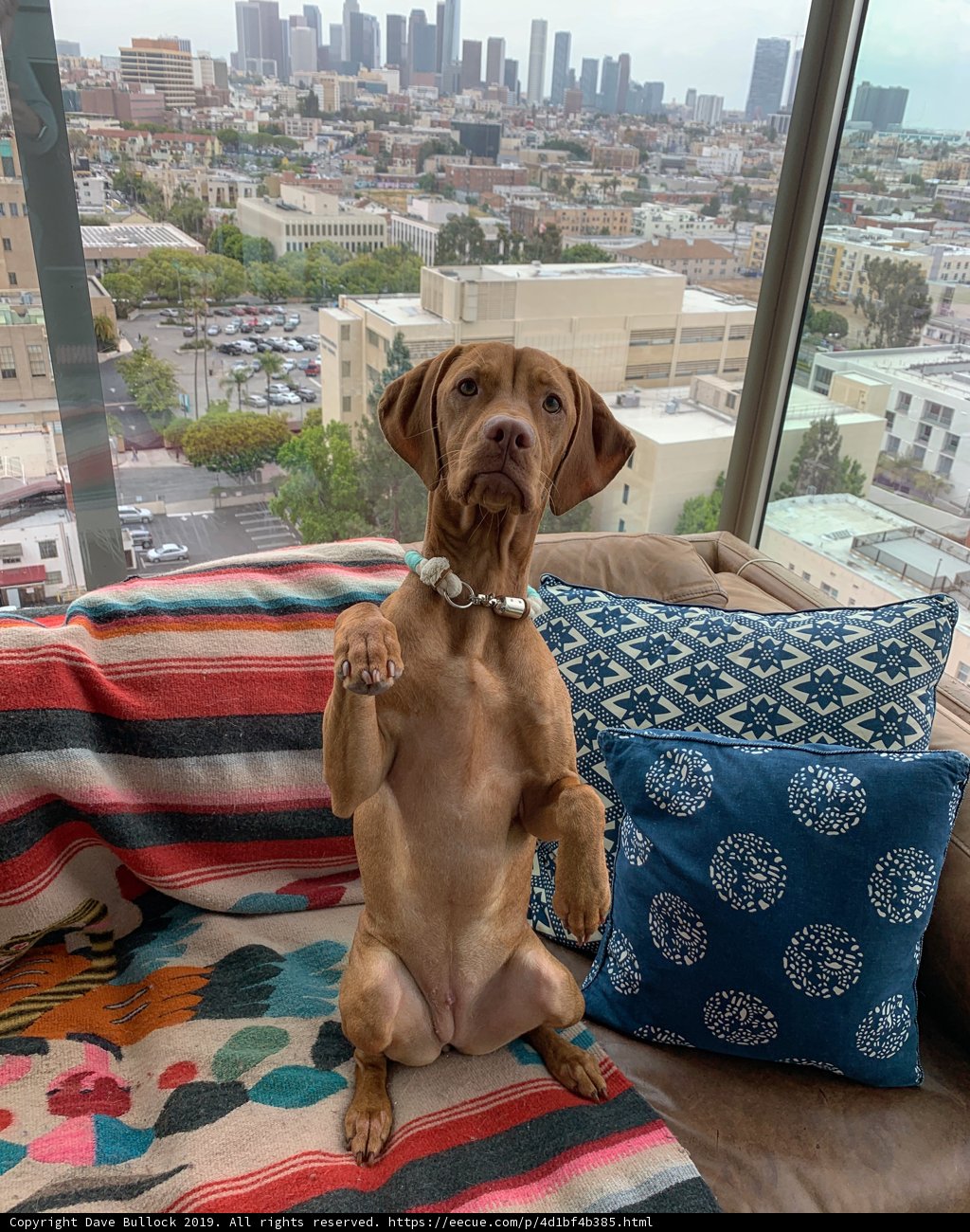 City Pup Lounging
